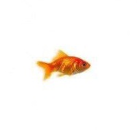 Анастасия Липченко | 