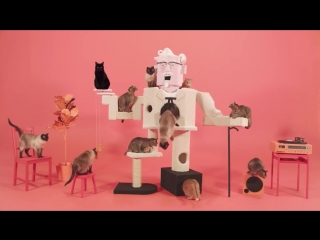 KFC и котики