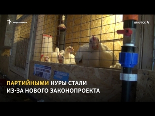 В Иркутске владельцы личных подсобных хозяйств готовятся прятать от налоговиков кур и коров в тайге | Сибирь.Реалии
