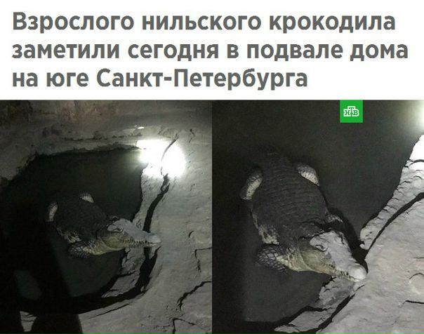 Фото: Искали оружие - нашли крокодила <br><br>Двухметровую рептилию обнаружили оперативники при обыске жилого дома в Петергофе. <br><br>Поводом к визиту сотрудников полиции в здание, где располагается офис военно-патриотической организации