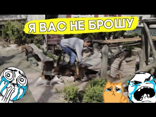 Котики спасли жизнь мужчине!