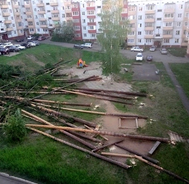 В Усть-Илимске во дворах вырубают вековые деревья