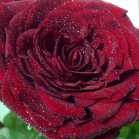 Олеся Григоренко |