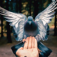 Ольга Масалова | Ясное