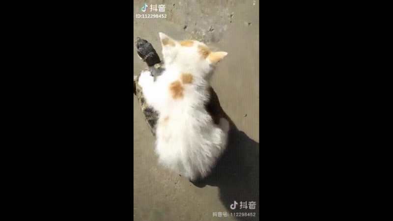 Doc45280468_467900352.mp4