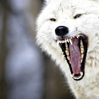 Хороший Парень