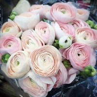 Юлия Чипчар