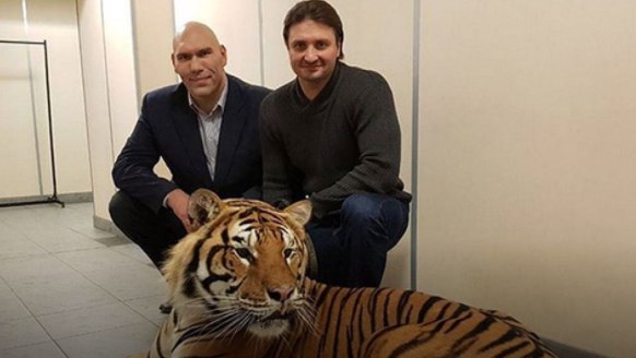 Бесстрашный Николай Валуев сфотографировался с тигром Запашных без клетки!