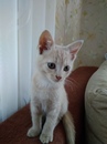 Безкота_добро