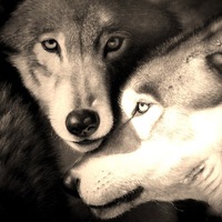 Макс Томазов