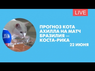 Прогноз кота Ахилла на матч Бразилия – Коста-Рика. Онлайн-трансляция