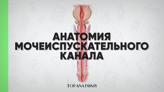 Анатомия мочеиспускательного канала (мужского и женского)