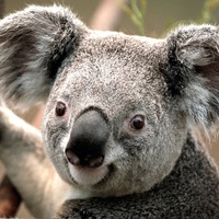 Андрей Веселов