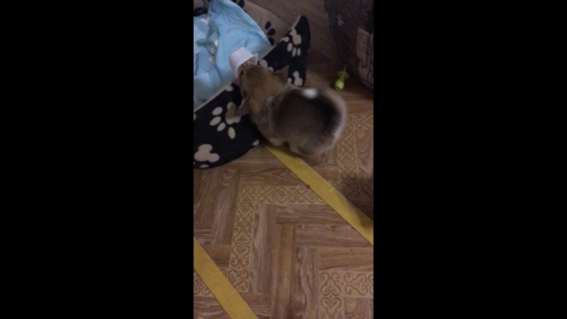 Маняша