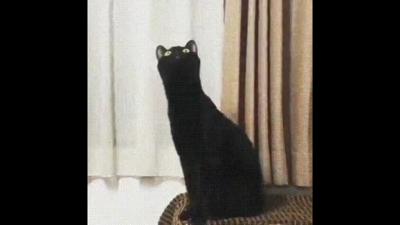 Ни_хуя_себе,_ебанутся_кот.mp4