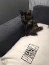Безкота_добро