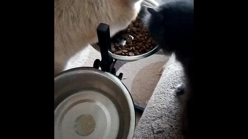 VID_70940402_035521_435.mp4