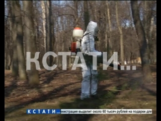 Нижегородские парки облили ядом, чтобы они были безопаснее.