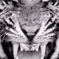 Ильгиз Жалилов