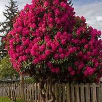 Екатерина Антропова | Каратайка