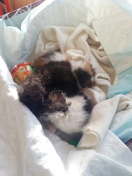 Здавствуйте, нашла котят без кошки. Котята совсем маленькие,