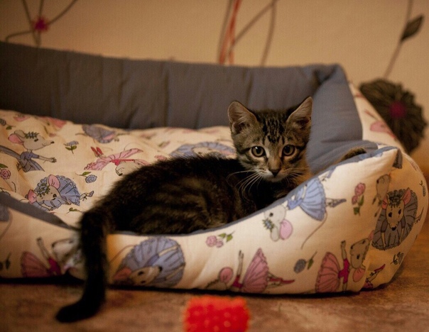 Остался последний котёнок полосатого макрелевого окраса. 