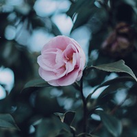 Ибрагим Мусаев