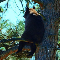 Максим Лебедев