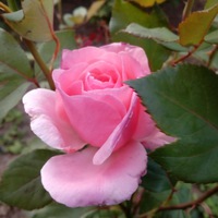 Лидия Пономарева | 