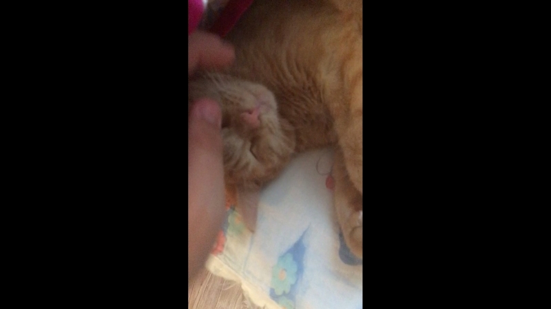Кошара