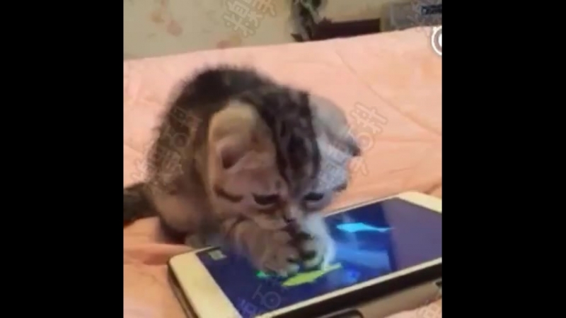 Кошара