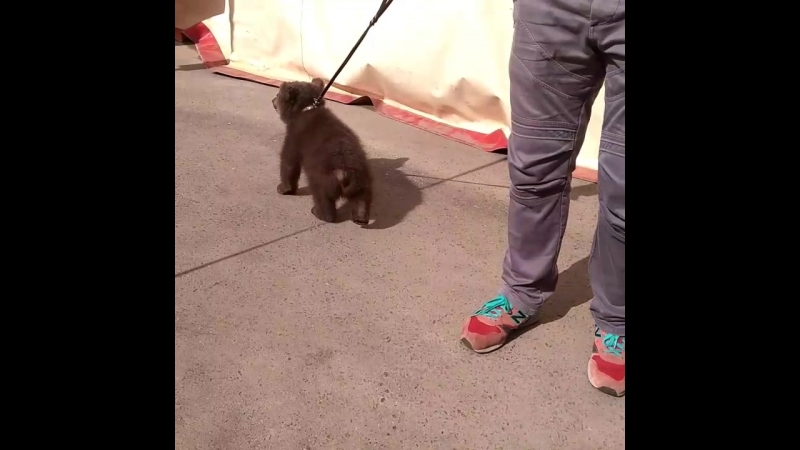 он такой класный!