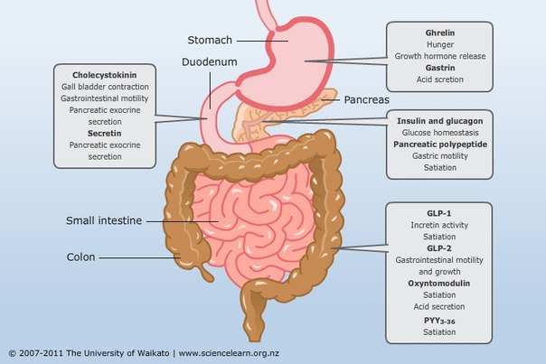 digestion absorption and homeostasis essay digestion absorption and homeostasis essay