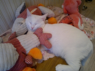 Котофильм МуррСчастье!!!))) Кушкова Настя.
