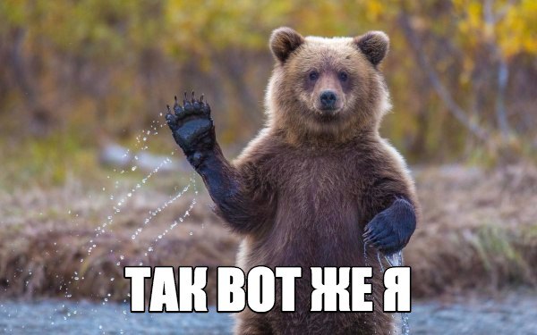 Канадский хоккеист расстроился, что не увидел медведей в Новосибирске