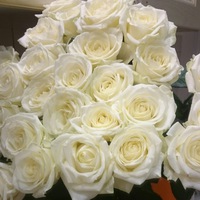 Ильмира Посконная