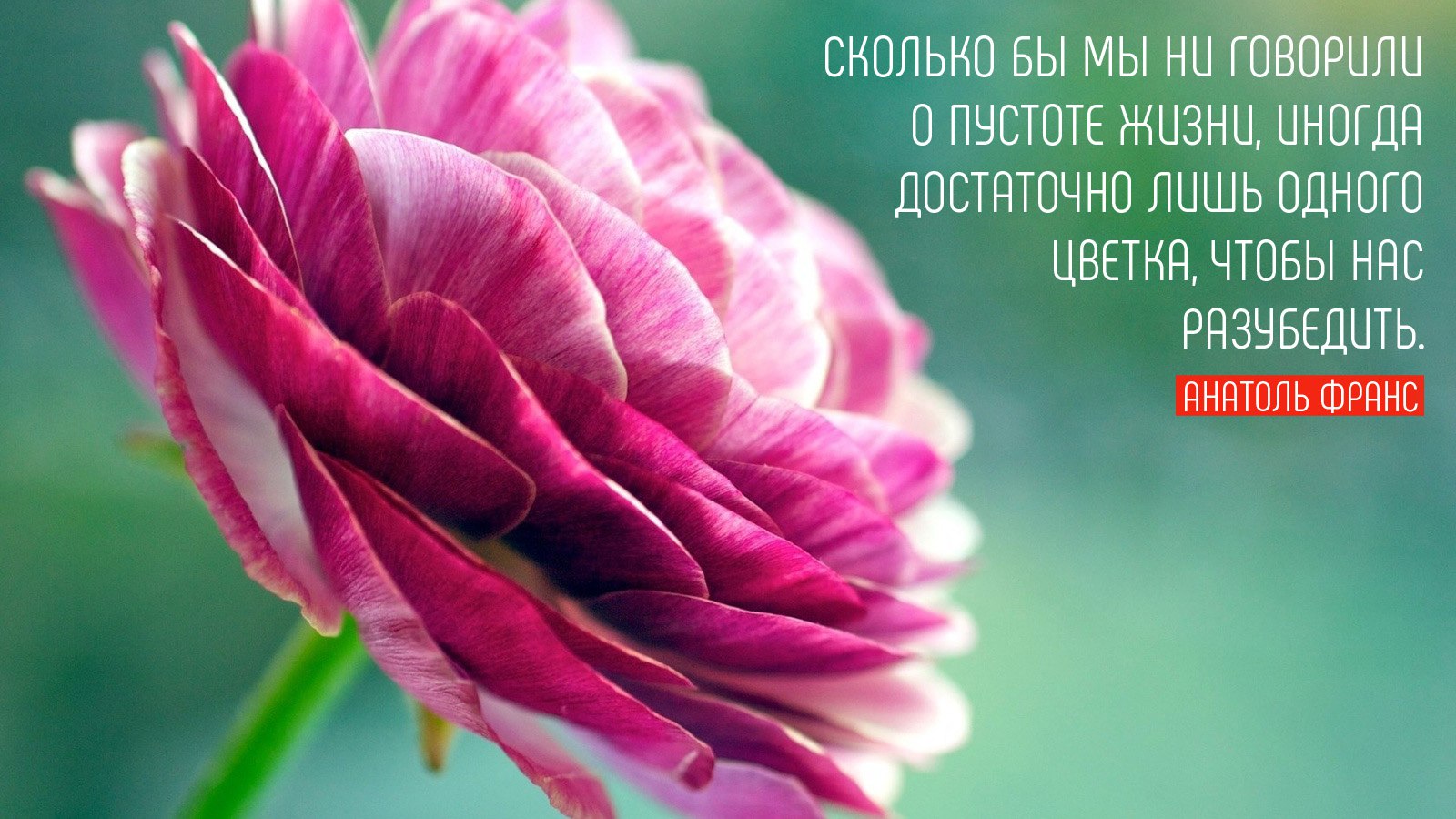 Цветы любовь цитата Цветы любовь цитата