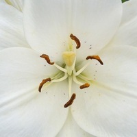 Елена Селиверстова