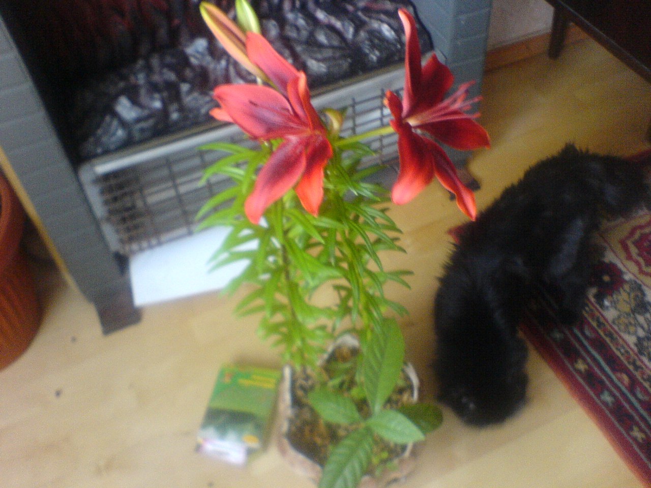 фотография из вКонтакта