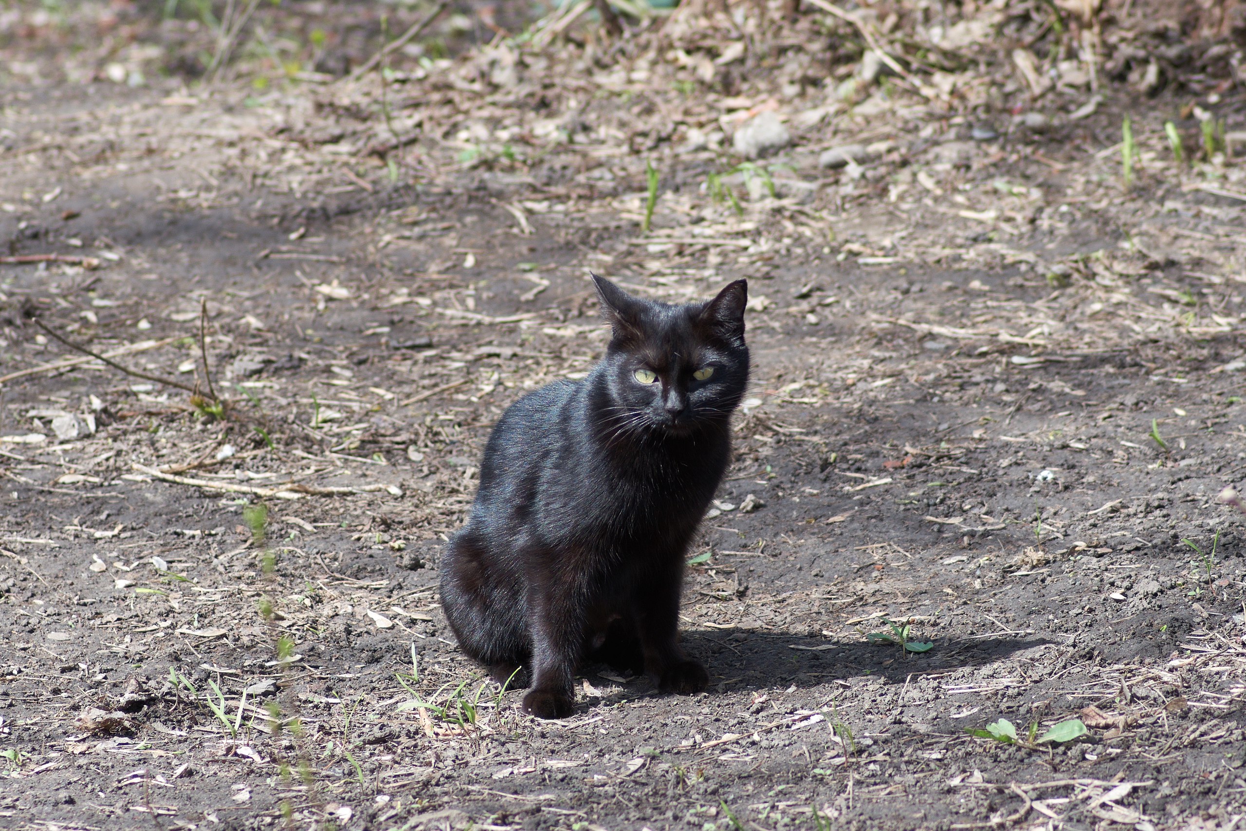 The spring cats - PentaxForums.com