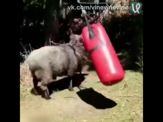 Братуха борцуха