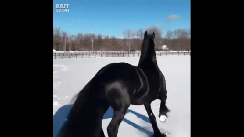 саша