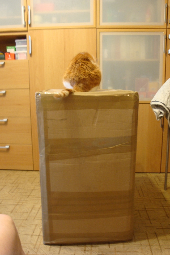 Кошки в нашей жизни. Кошки и все, что с ними связано.