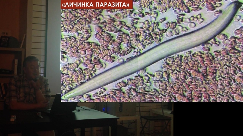 паразиты. правда и альтернатива