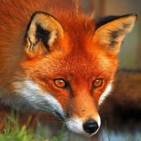 Евгения Герасимова | Йошкар-Ола