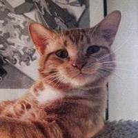 Константин Фокс