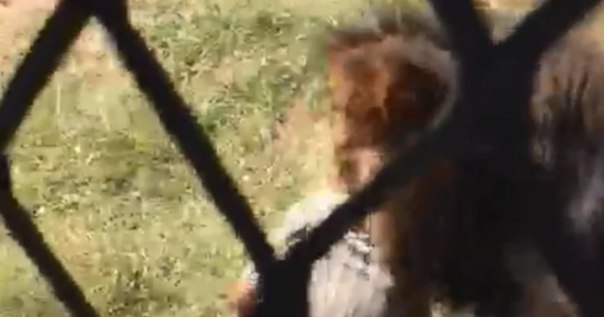 В ЮАР лев набросился на владельца сафари-парка — видео