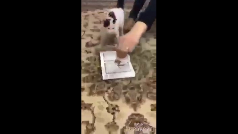 акилли мушук