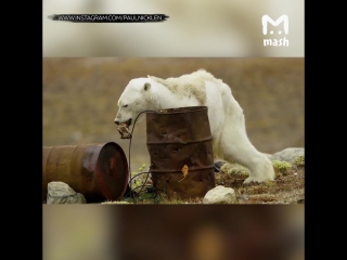 Белый медведь умирает от голода из-за глобального потепления