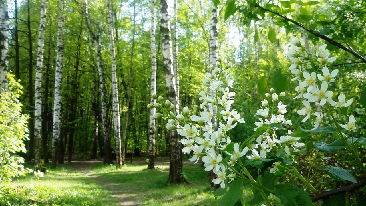 Соколинцев приглашают на экскурсии Мосприроды. Фото из группы Мосприроды в соцсети ВКонтакте